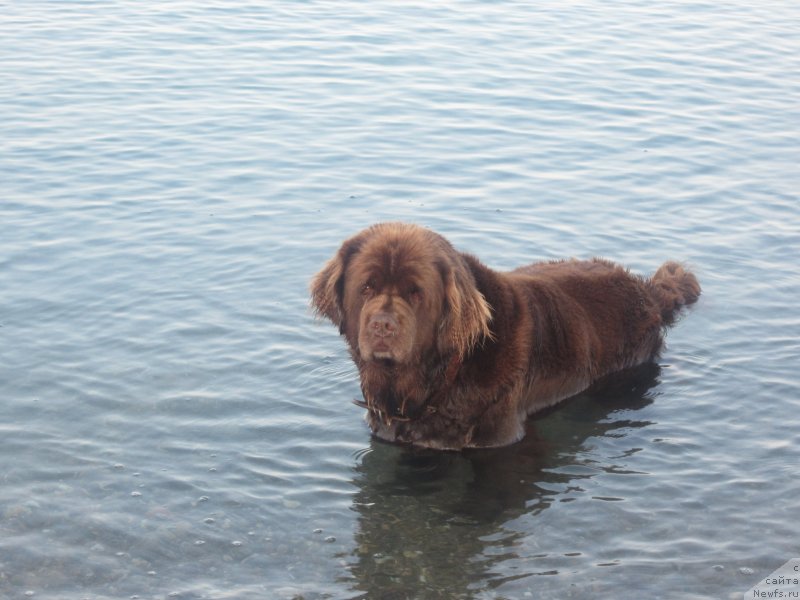 Фото: ньюфаундленд Игерма из Академии Шоколада (Igerma iz Akademii Shokolada)