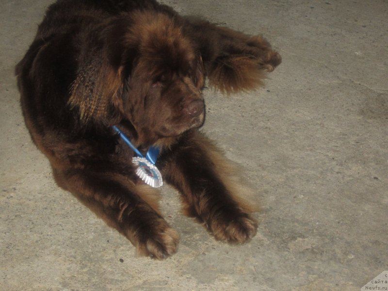 Фото: ньюфаундленд Игерма из Академии Шоколада (Igerma iz Akademii Shokolada)