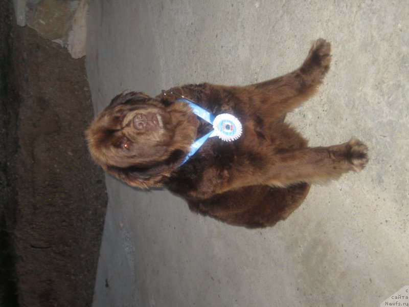 Фото: ньюфаундленд Игерма из Академии Шоколада (Igerma iz Akademii Shokolada)