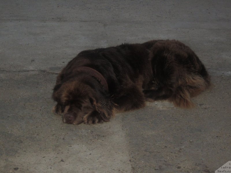 Фото: ньюфаундленд Игерма из Академии Шоколада (Igerma iz Akademii Shokolada)