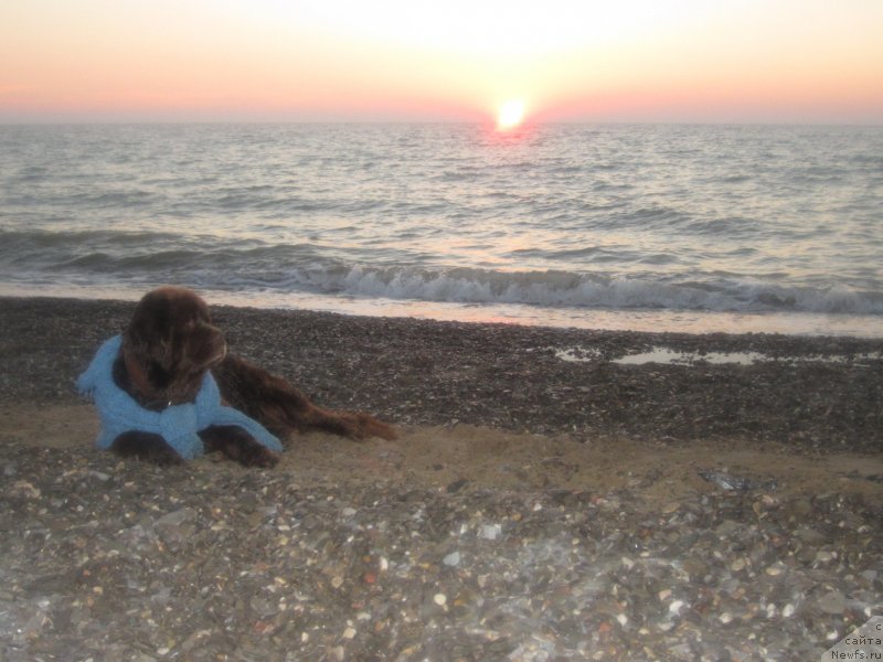 Фото: ньюфаундленд Игерма из Академии Шоколада (Igerma iz Akademii Shokolada)