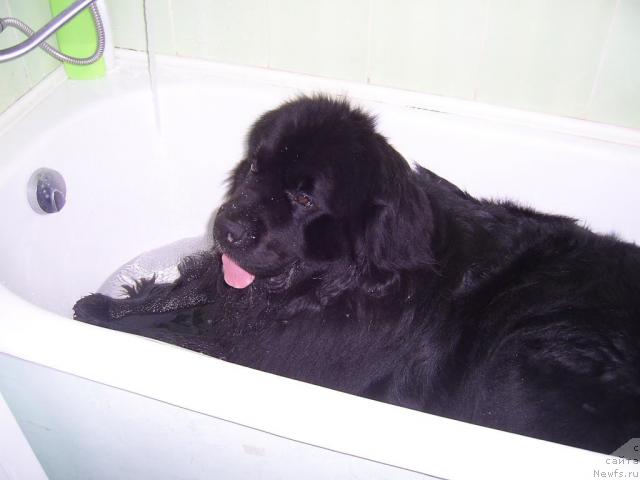 Фото: ньюфаундленд Смигар Немо Уайт Си