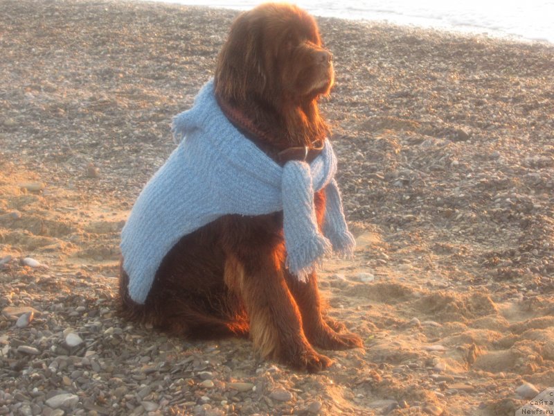 Фото: ньюфаундленд Игерма из Академии Шоколада (Igerma iz Akademii Shokolada)