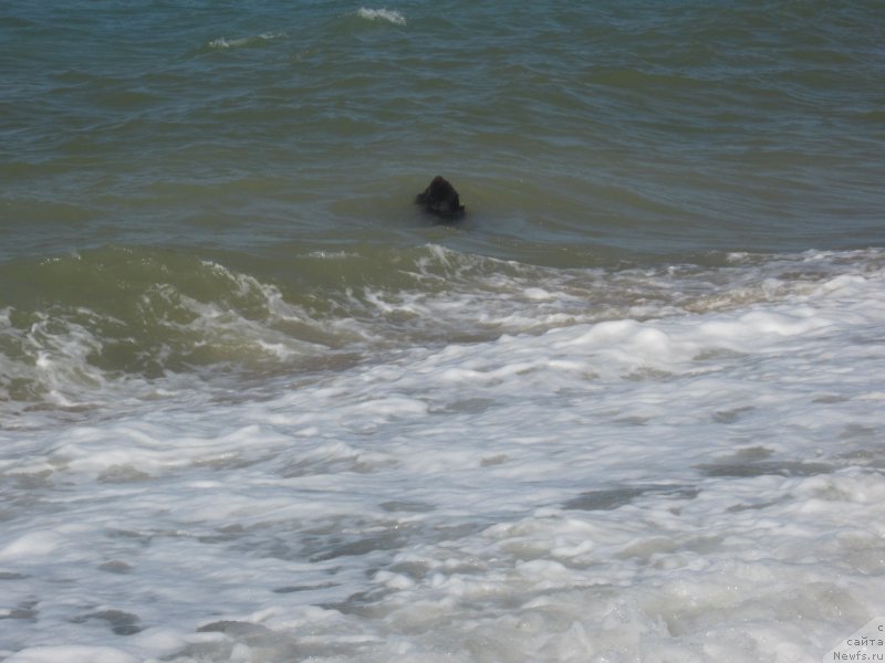 Фото: ньюфаундленд Игерма из Академии Шоколада (Igerma iz Akademii Shokolada)