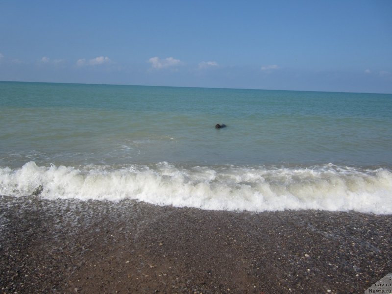 Фото: ньюфаундленд Игерма из Академии Шоколада (Igerma iz Akademii Shokolada)