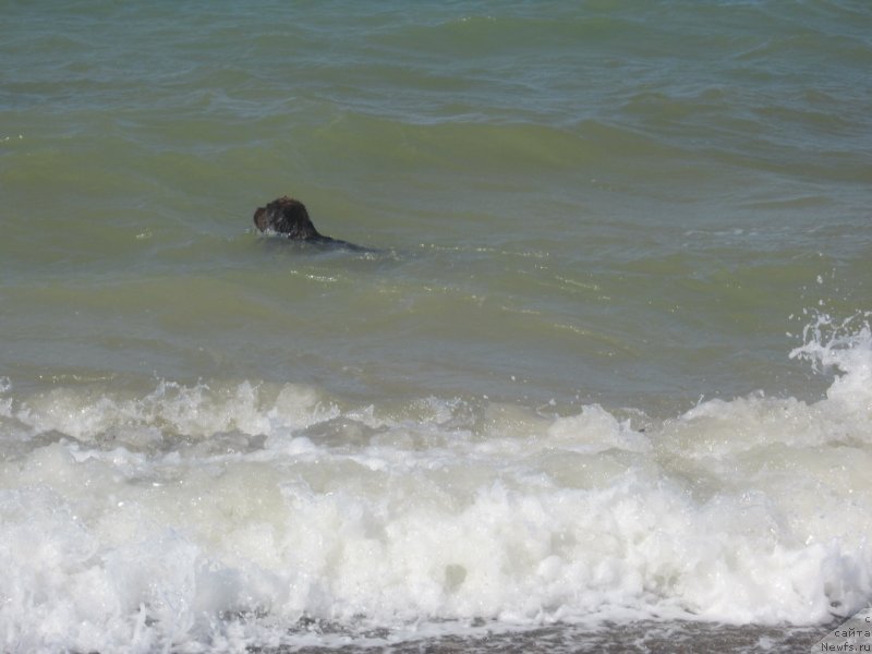 Фото: ньюфаундленд Игерма из Академии Шоколада (Igerma iz Akademii Shokolada)