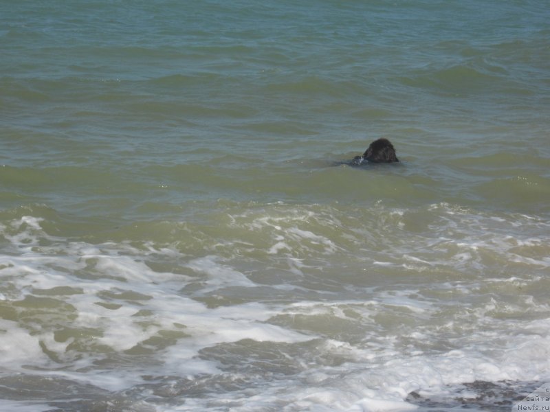 Фото: ньюфаундленд Игерма из Академии Шоколада (Igerma iz Akademii Shokolada)
