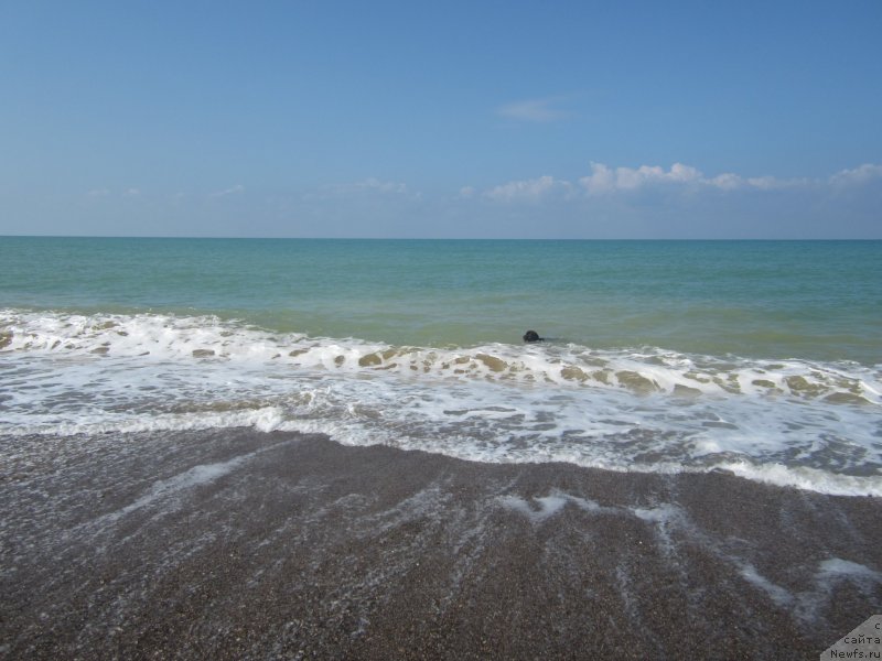 Фото: ньюфаундленд Игерма из Академии Шоколада (Igerma iz Akademii Shokolada)