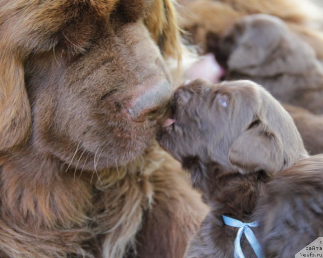 Фото: ньюфаундленд Игерма из Академии Шоколада (Igerma iz Akademii Shokolada)