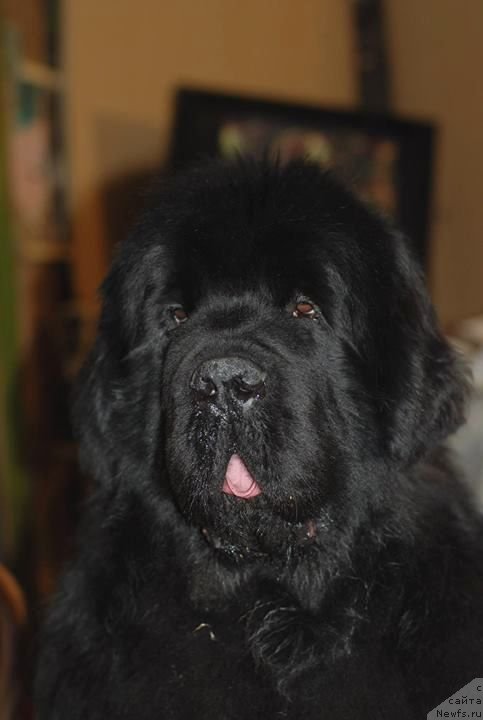 Фото: ньюфаундленд Акватория Келвин Флэш Ройал (Aquatoriya Kelvin Flash Royal)