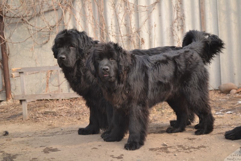 Фото: ньюфаундленд I'm Little Princess Midnight Bear, ньюфаундленд Талисман Моря Мишель