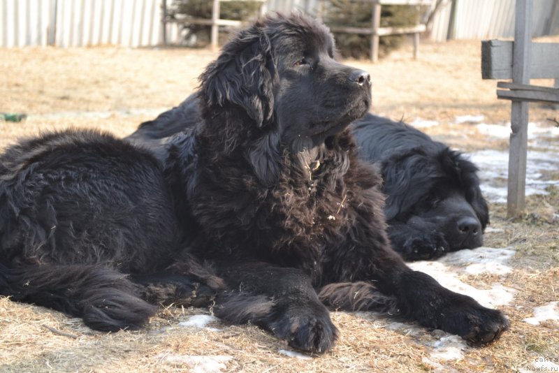 Фото: ньюфаундленд Талисман Моря Мишель