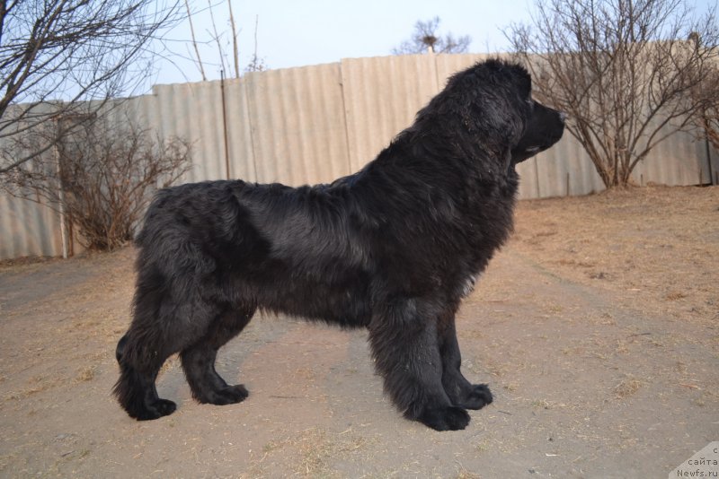 Фото: ньюфаундленд Талисман Моря Мишель