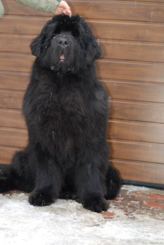 Фотография № 147388