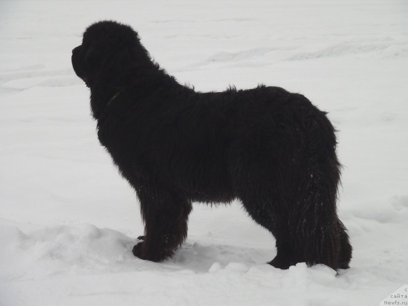 Фото: ньюфаундленд Акин Соул София