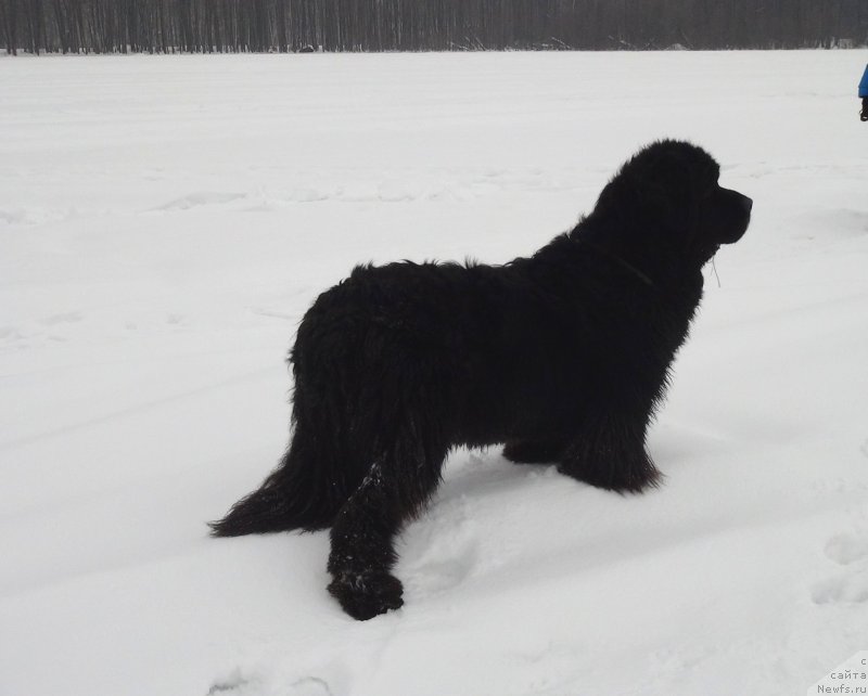Фото: ньюфаундленд Акин Соул София