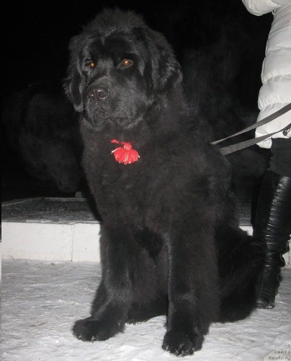 Фото: ньюфаундленд Реальная Морячка Кара Дениз (Real'naya Moryachka Kara Deniz)