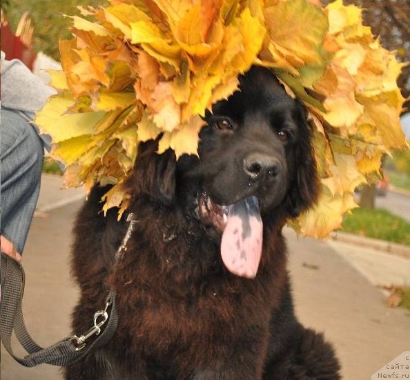Фото: ньюфаундленд Рыбачка Соня Кара Дениз (Ribachka Sonya Kara Deniz)