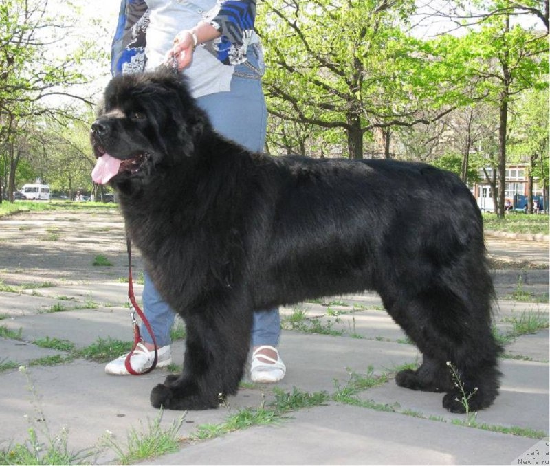 Фото: ньюфаундленд Забава Путятишна Кара Дениз (Zabava Putyatishna Kara Deniz)