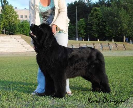 Фото: ньюфаундленд Калифорния Кара Дениз (Kaliforniya Kara Deniz)