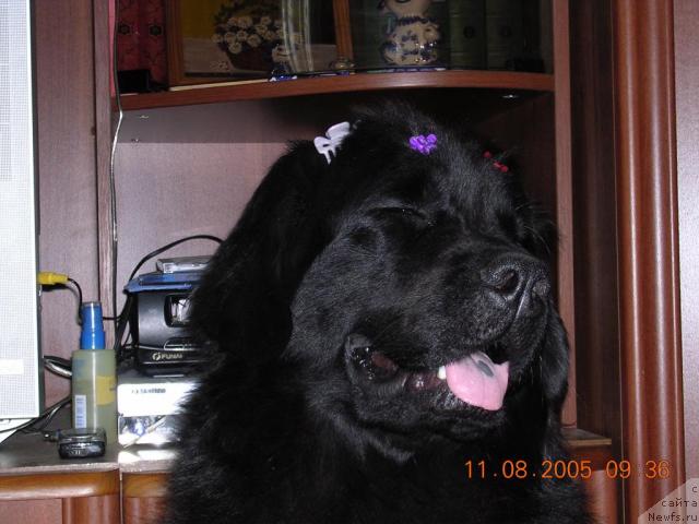 Фото: ньюфаундленд Норт Фэйс Лаванда