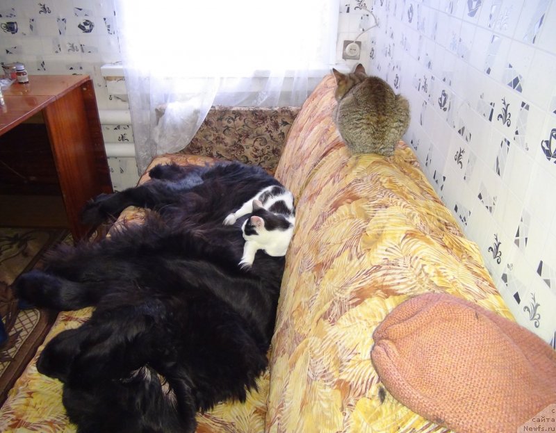 Фото: ньюфаундленд Лесная Сказка Лунная Соната