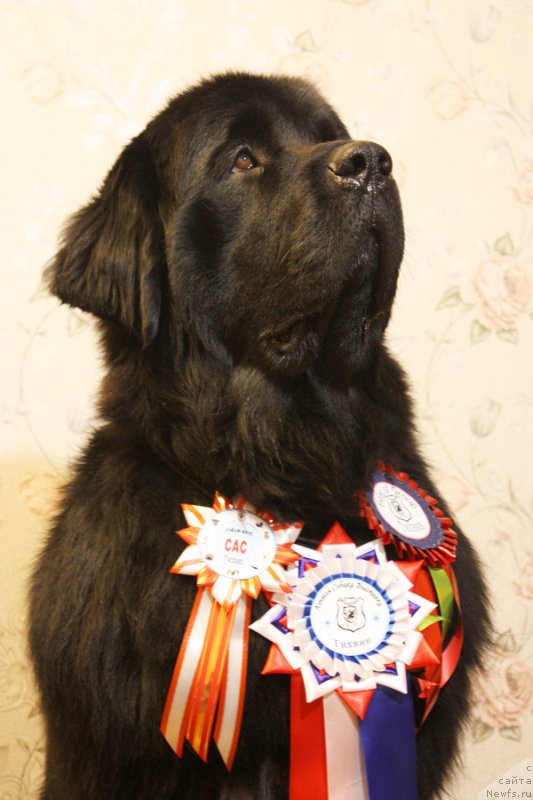 Фото: ньюфаундленд Бегущая по Волнам Шаман (Beguschaya po Volnam Shaman)