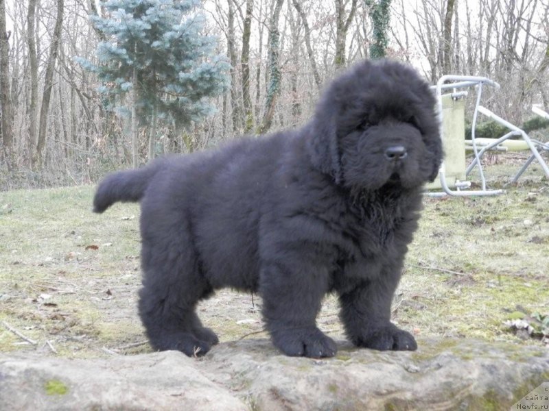 Фото: ньюфаундленд Rose Wanted Impressing Stunningly