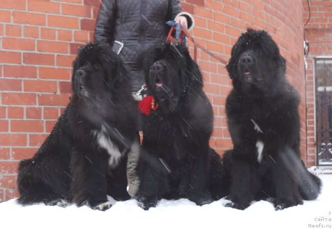 Фото: ньюфаундленд Promise To Love Midnight Bear, ньюфаундленд Ньюфорт Царица Ночи, ньюфаундленд Ньюфорт Цена Успеха