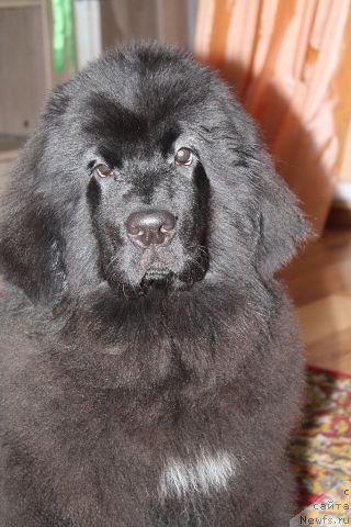 Фото: ньюфаундленд Rayout Happiness Midnight Bear