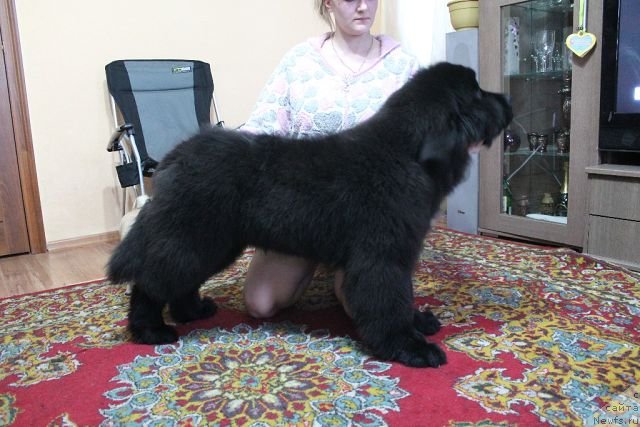 Фото: ньюфаундленд Rayout Happiness Midnight Bear