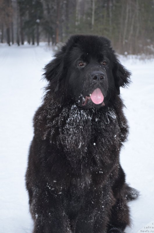 Фото: ньюфаундленд Черная Мафия Зесту Бетту (Chernaya Mafia Zesty Betty)