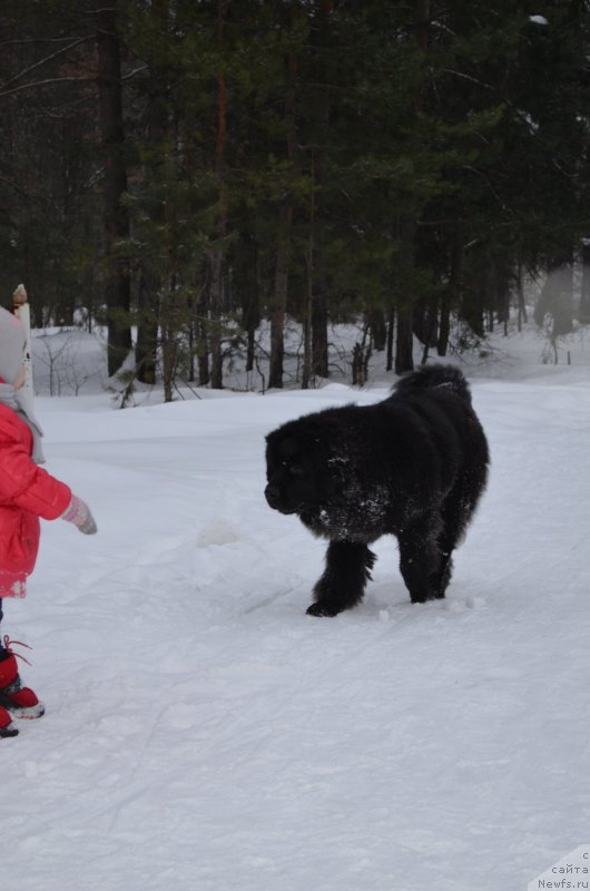 Фото: ньюфаундленд Черная Мафия Зесту Бетту (Chernaya Mafia Zesty Betty)