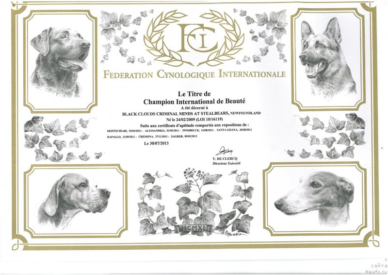 Фото: ньюфаундленд Black Clouds Criminal Minds at Stealbears