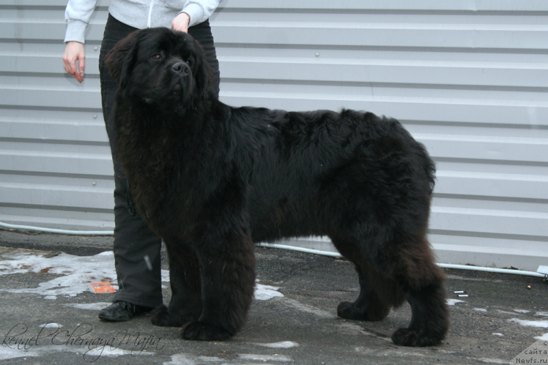 Фото: ньюфаундленд Черная Мафия Муст Хаве (Chernaya Mafia Must Have)