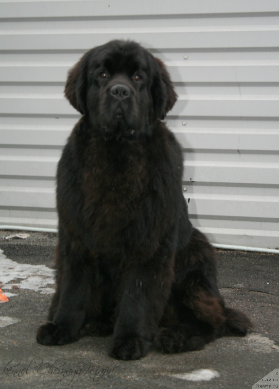 Фото: ньюфаундленд Черная Мафия Муст Хаве (Chernaya Mafia Must Have)