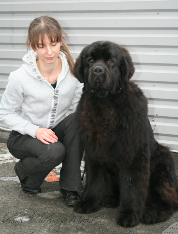 Фото: ньюфаундленд Черная Мафия Муст Хаве (Chernaya Mafia Must Have)