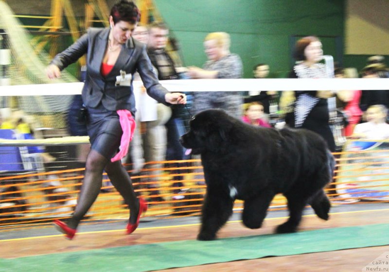 Фото: ньюфаундленд Акватория Келвин Щёголь (Aquatoriya Kelvin Schegol)