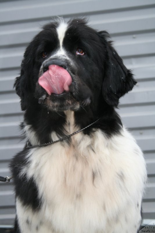 Фото: ньюфаундленд Питерньюф Хонеу-Монеу (Piternyuf Honey-Money)