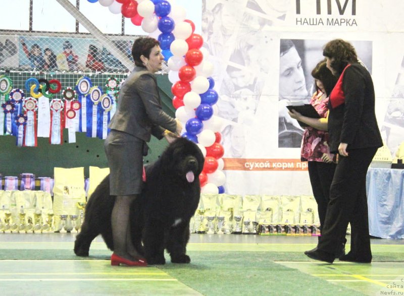 Фото: ньюфаундленд Акватория Келвин Щёголь (Aquatoriya Kelvin Schegol)