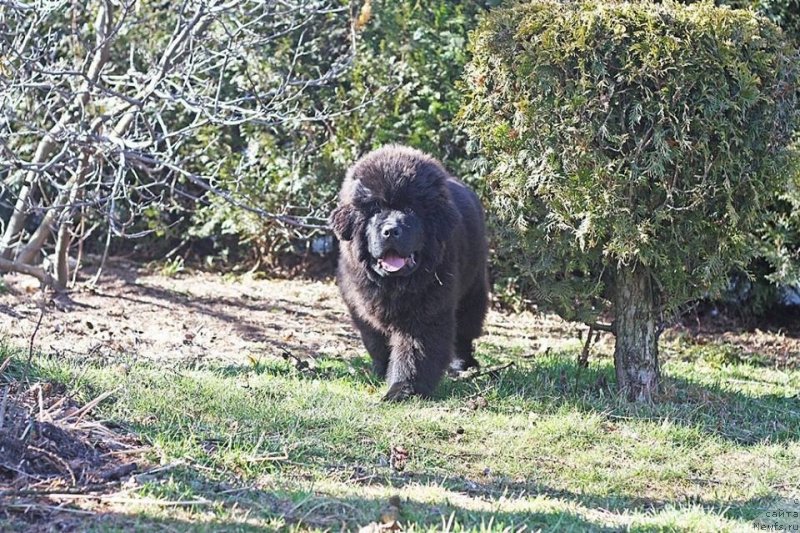 Фото: ньюфаундленд Guy of Hope Moon Bear