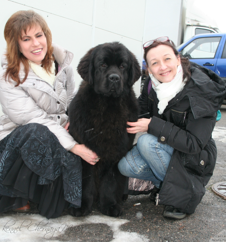 Фото: Юлиана Никифорова, ньюфаундленд Черная Мафия Муст Хаве (Chernaya Mafia Must Have), Ольга Королева