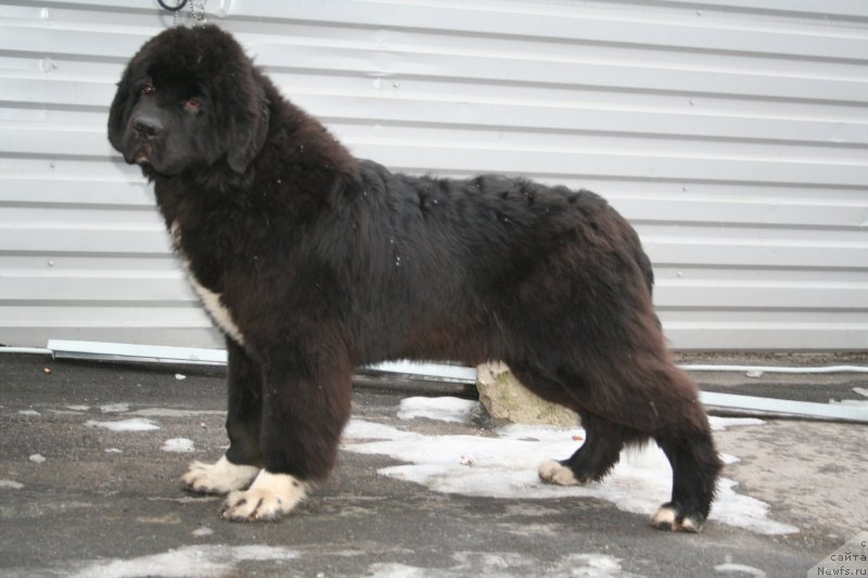 Фото: ньюфаундленд Питерньюф Омниа Винсет Амор (Piternyuf Omnia Vincet Amor)