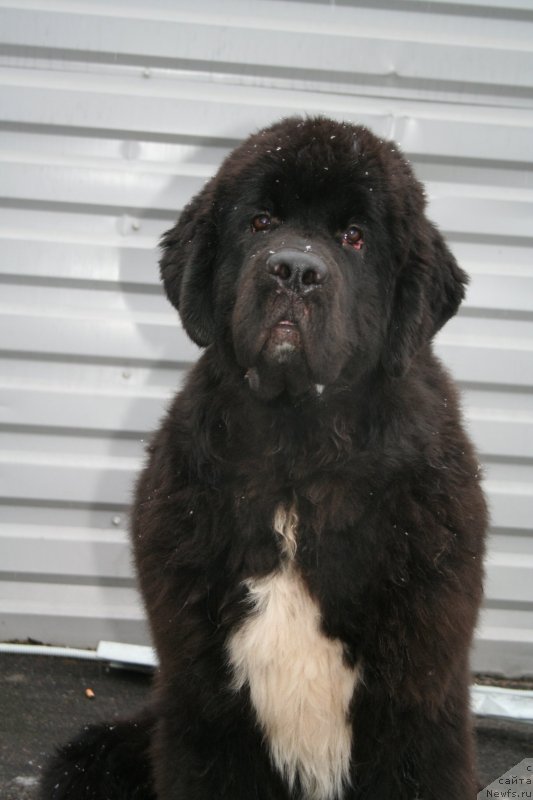 Фотография № 147488