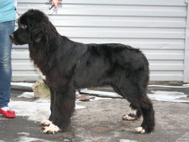 Фото: ньюфаундленд Питерньюф О'Мниа Праэклара Рара (Piternyuf O'mnia Praeclara Rara)