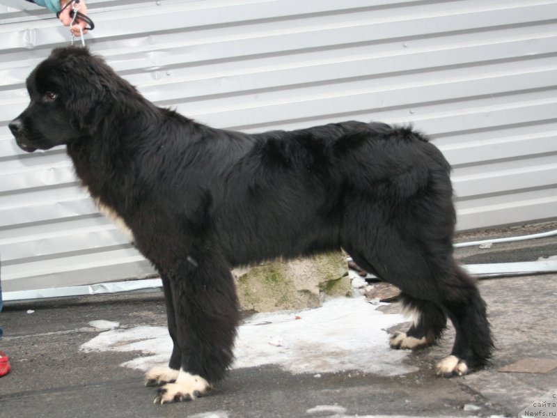 Фотография № 147490