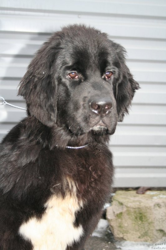 Фото: ньюфаундленд Питерньюф О'Мниа Праэклара Рара (Piternyuf O'mnia Praeclara Rara)