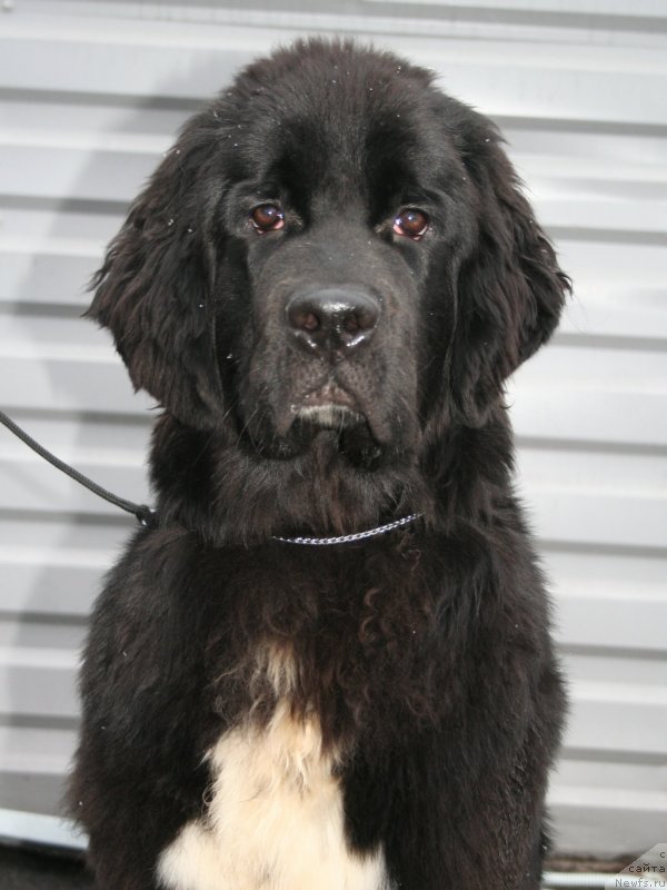 Фотография № 147495