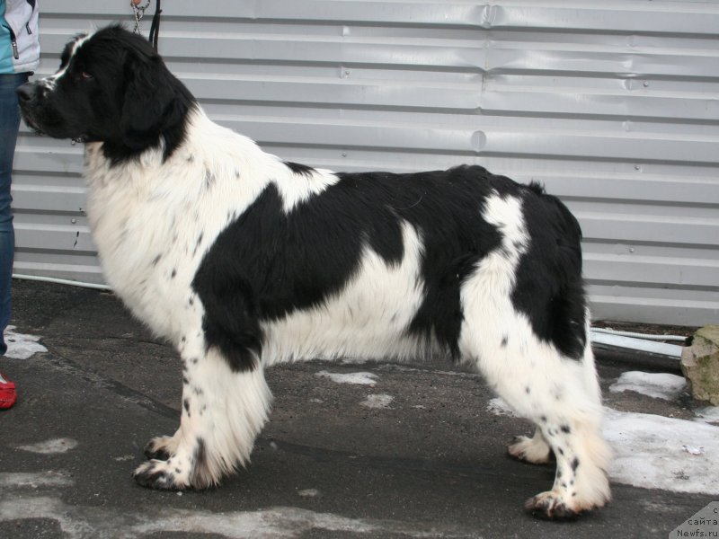 Фотография № 147496