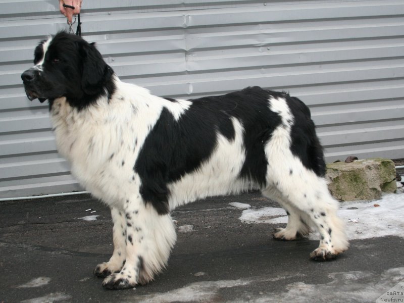 Фото: ньюфаундленд Питерньюф Хонеу-Монеу (Piternyuf Honey-Money)